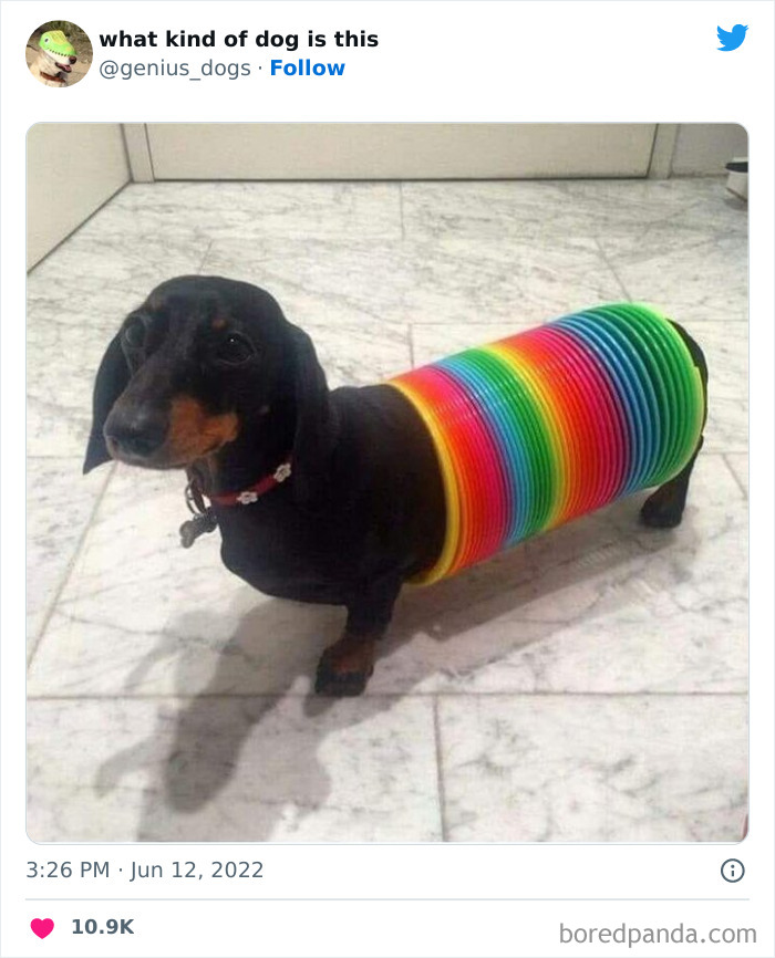 Goofy-Dogs-What-Kind-Of-Dog-Is-This