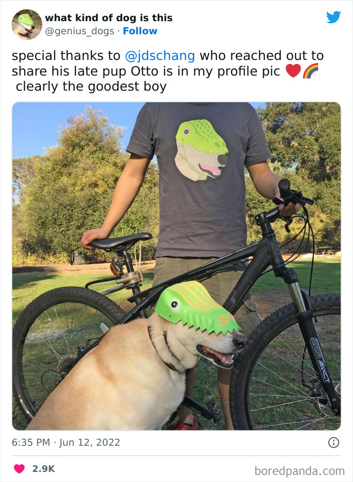 Goofy-Dogs-What-Kind-Of-Dog-Is-This