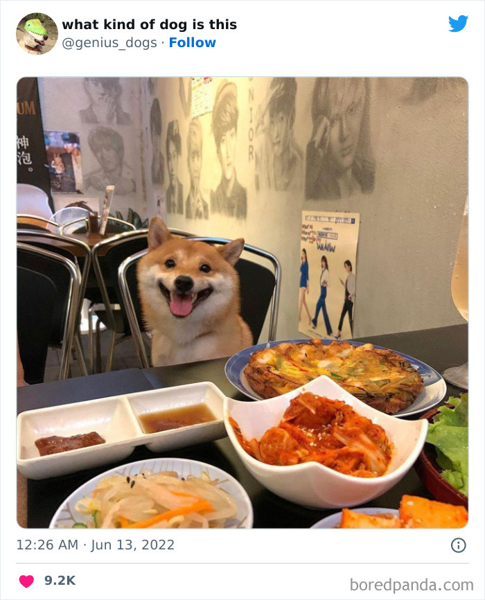 Goofy-Dogs-What-Kind-Of-Dog-Is-This