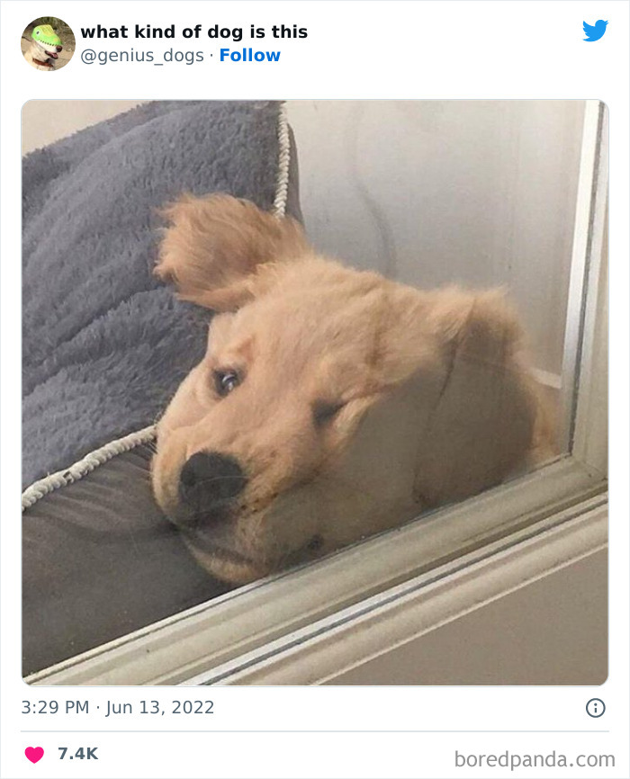 Goofy-Dogs-What-Kind-Of-Dog-Is-This