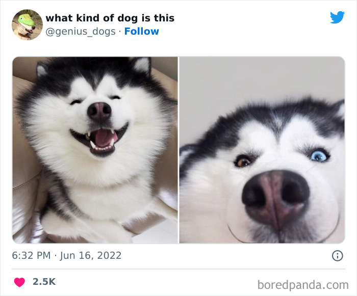 Goofy-Dogs-What-Kind-Of-Dog-Is-This