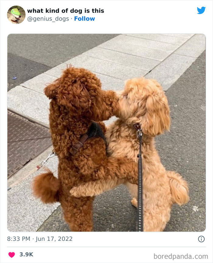 Goofy-Dogs-What-Kind-Of-Dog-Is-This