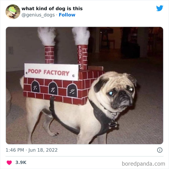 Goofy-Dogs-What-Kind-Of-Dog-Is-This