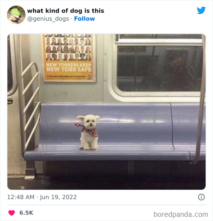 Goofy-Dogs-What-Kind-Of-Dog-Is-This