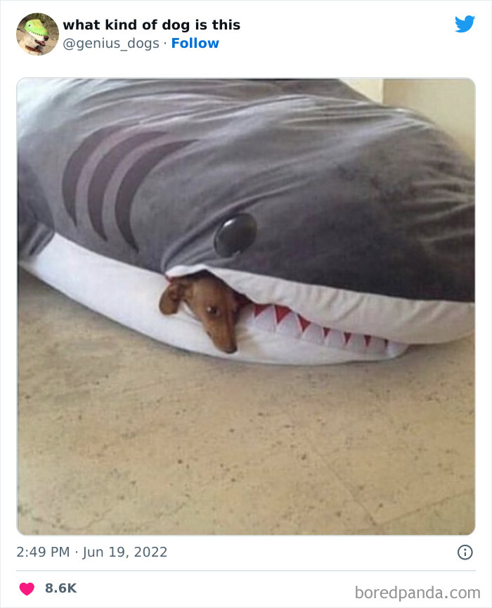 Goofy-Dogs-What-Kind-Of-Dog-Is-This