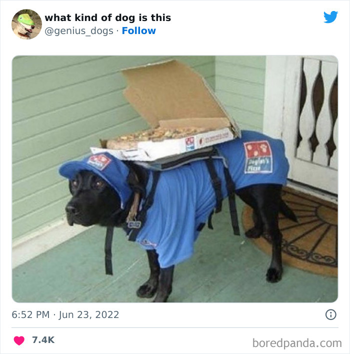 Goofy-Dogs-What-Kind-Of-Dog-Is-This