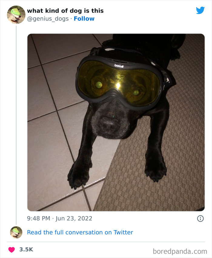 Goofy-Dogs-What-Kind-Of-Dog-Is-This