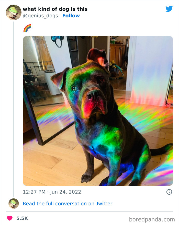 Goofy-Dogs-What-Kind-Of-Dog-Is-This