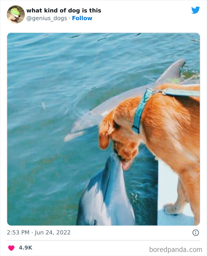 Goofy-Dogs-What-Kind-Of-Dog-Is-This