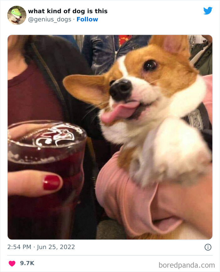 Goofy-Dogs-What-Kind-Of-Dog-Is-This