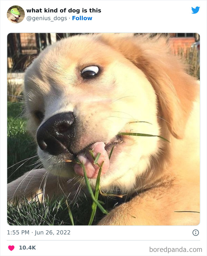 Goofy-Dogs-What-Kind-Of-Dog-Is-This