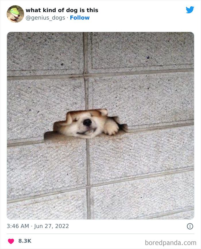 Goofy-Dogs-What-Kind-Of-Dog-Is-This