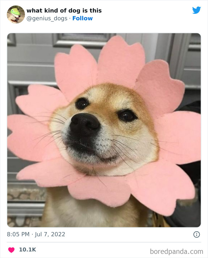 Goofy-Dogs-What-Kind-Of-Dog-Is-This