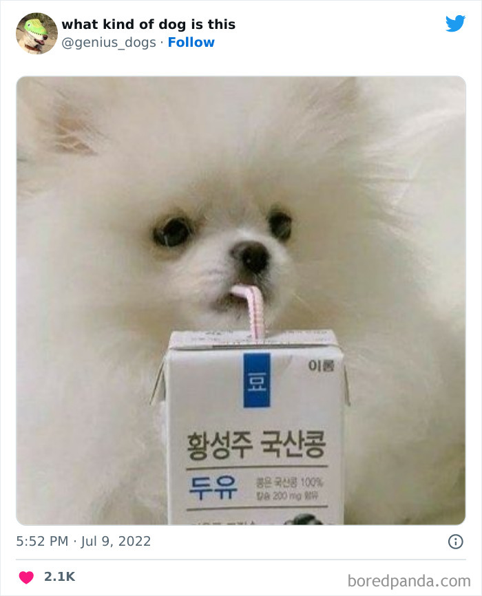 Goofy-Dogs-What-Kind-Of-Dog-Is-This