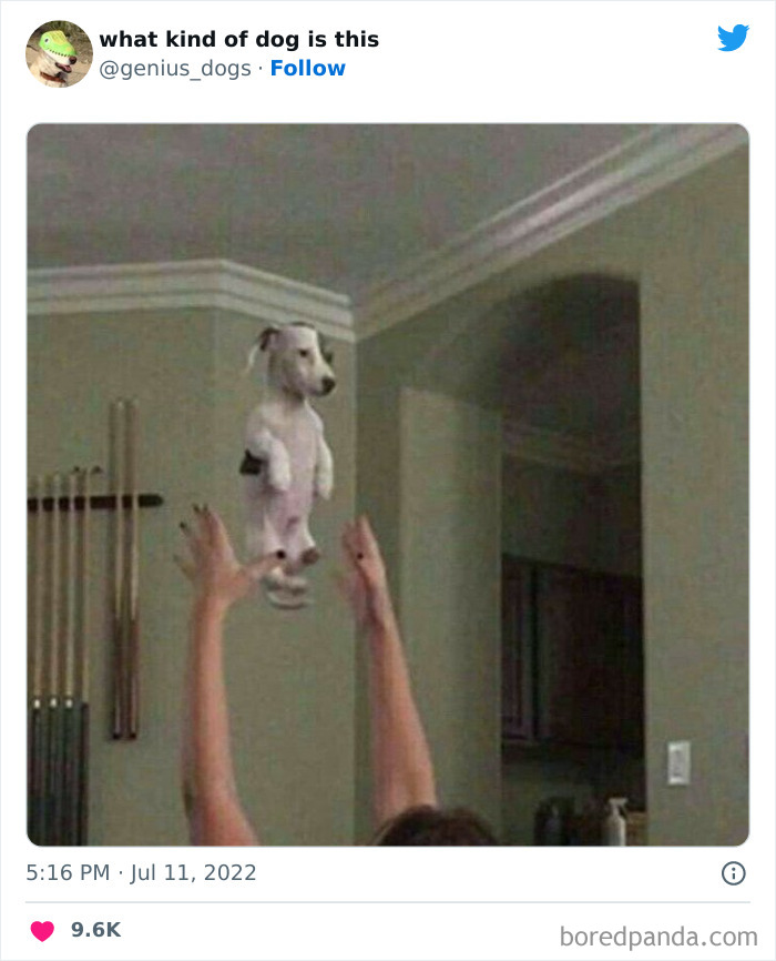 Goofy-Dogs-What-Kind-Of-Dog-Is-This