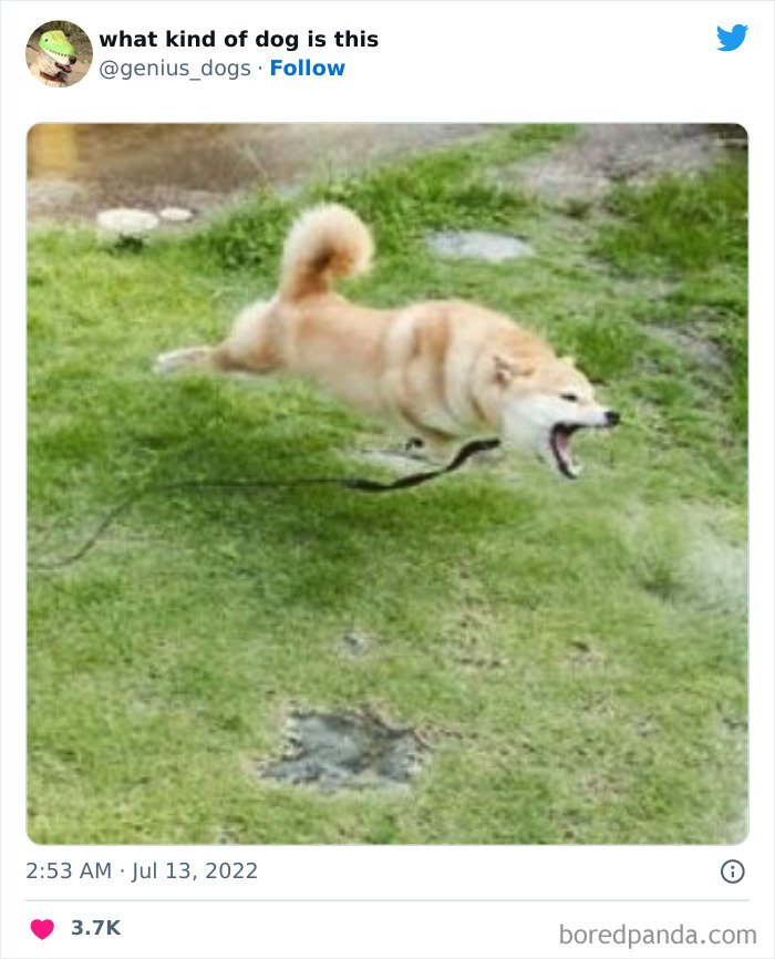 Goofy-Dogs-What-Kind-Of-Dog-Is-This