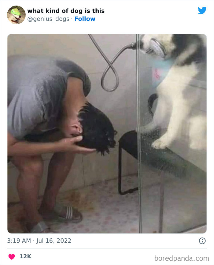 Goofy-Dogs-What-Kind-Of-Dog-Is-This