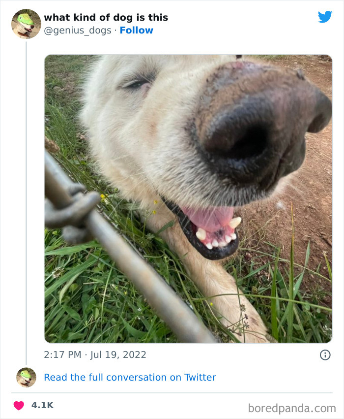 Goofy-Dogs-What-Kind-Of-Dog-Is-This