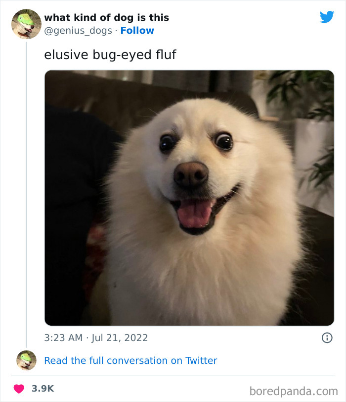 Goofy-Dogs-What-Kind-Of-Dog-Is-This