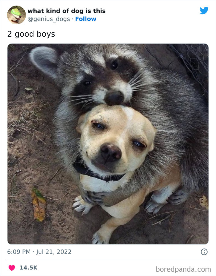 Goofy-Dogs-What-Kind-Of-Dog-Is-This