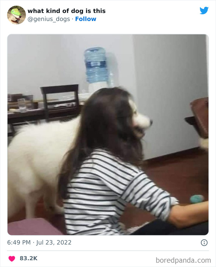 Goofy-Dogs-What-Kind-Of-Dog-Is-This