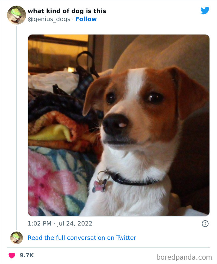 Goofy-Dogs-What-Kind-Of-Dog-Is-This