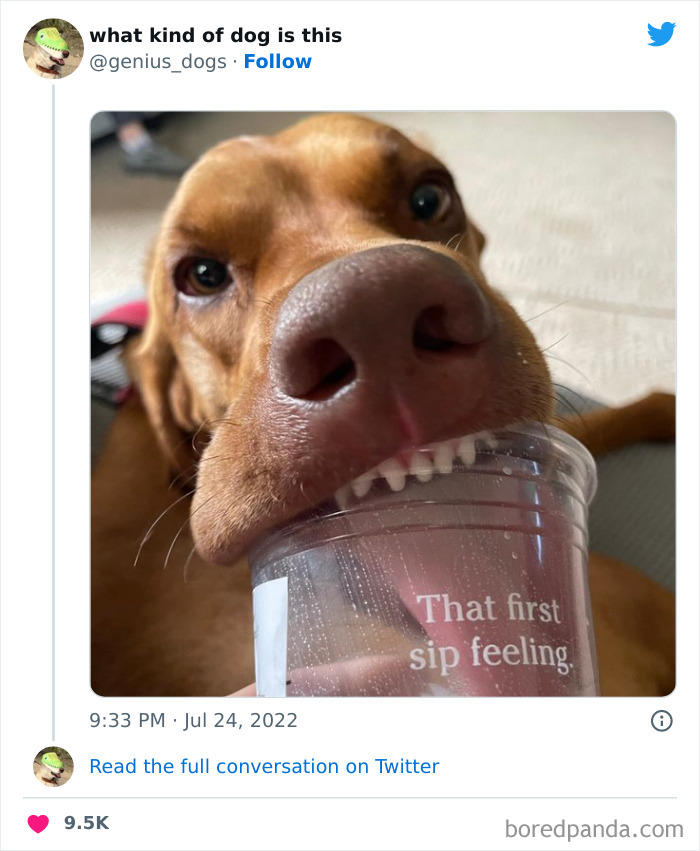 Goofy-Dogs-What-Kind-Of-Dog-Is-This