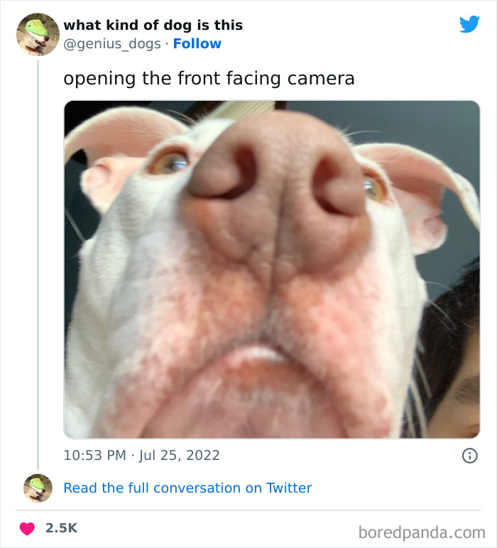 Goofy-Dogs-What-Kind-Of-Dog-Is-This