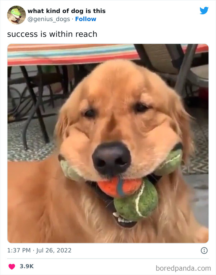 Goofy-Dogs-What-Kind-Of-Dog-Is-This