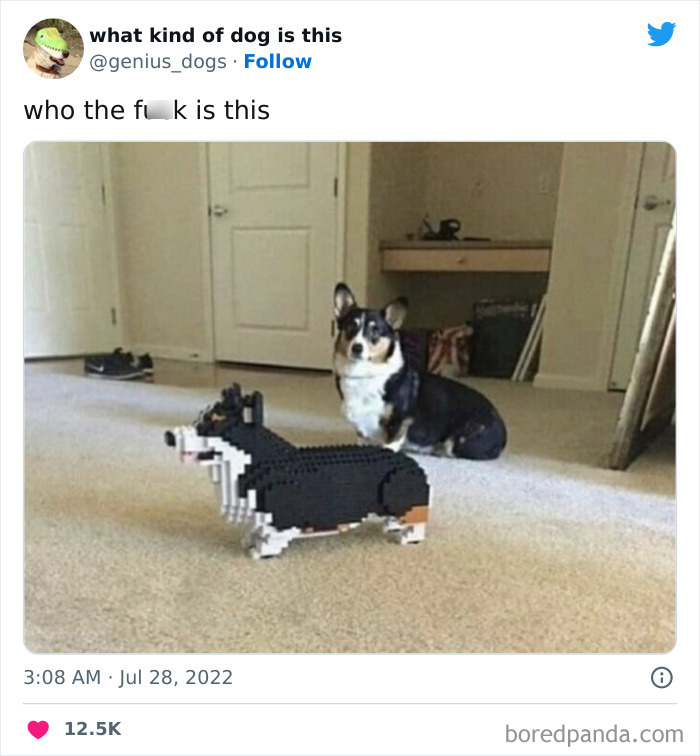 Goofy-Dogs-What-Kind-Of-Dog-Is-This