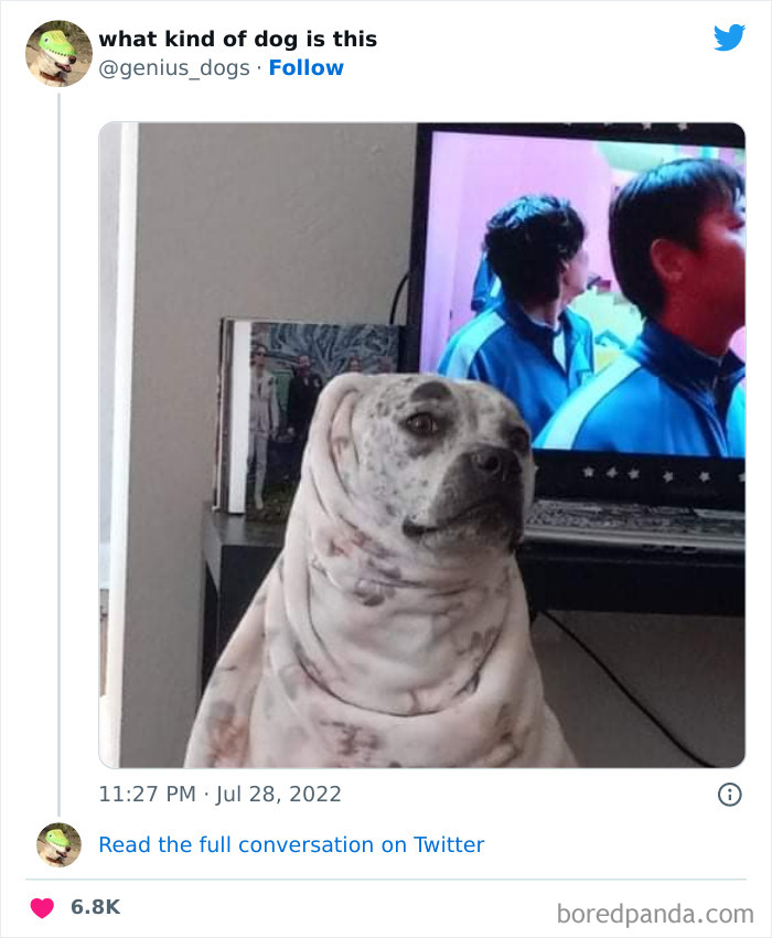 Goofy-Dogs-What-Kind-Of-Dog-Is-This