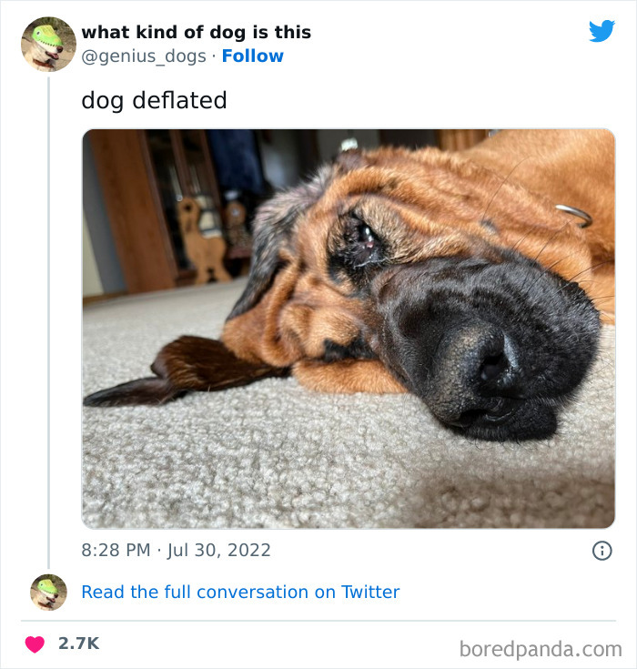 Goofy-Dogs-What-Kind-Of-Dog-Is-This