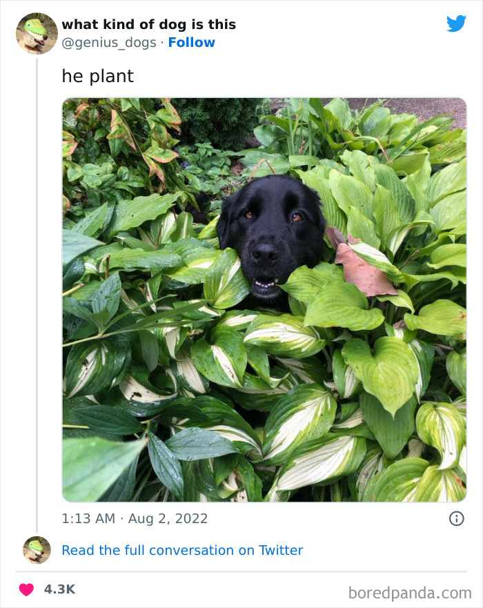 Goofy-Dogs-What-Kind-Of-Dog-Is-This