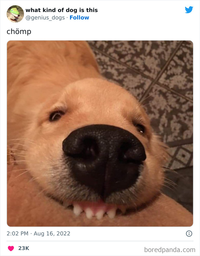 Goofy-Dogs-What-Kind-Of-Dog-Is-This