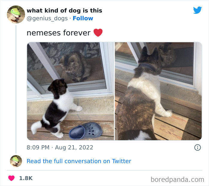 Goofy-Dogs-What-Kind-Of-Dog-Is-This