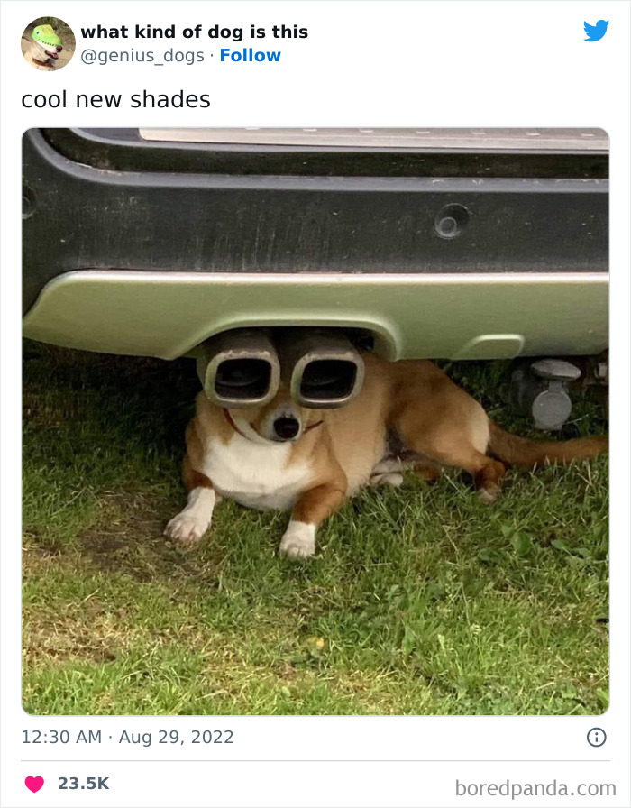 Goofy-Dogs-What-Kind-Of-Dog-Is-This