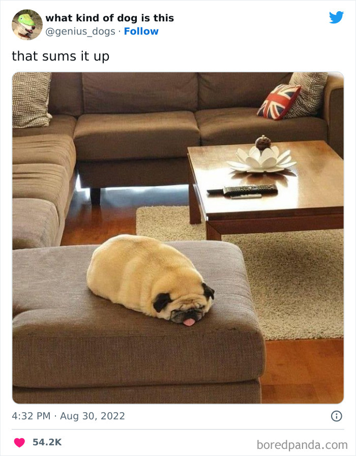 Goofy-Dogs-What-Kind-Of-Dog-Is-This