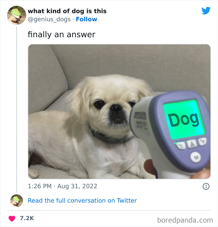 Goofy-Dogs-What-Kind-Of-Dog-Is-This