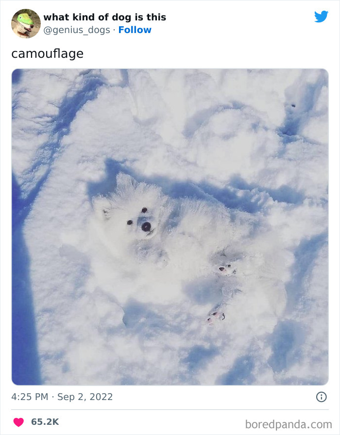 Goofy-Dogs-What-Kind-Of-Dog-Is-This