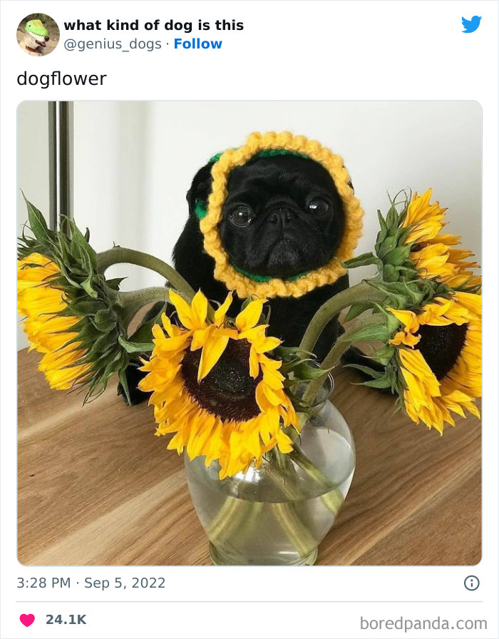 Goofy-Dogs-What-Kind-Of-Dog-Is-This