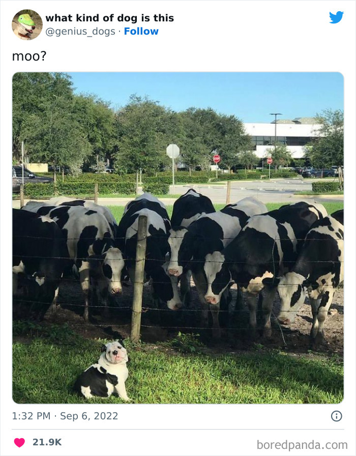 Goofy-Dogs-What-Kind-Of-Dog-Is-This