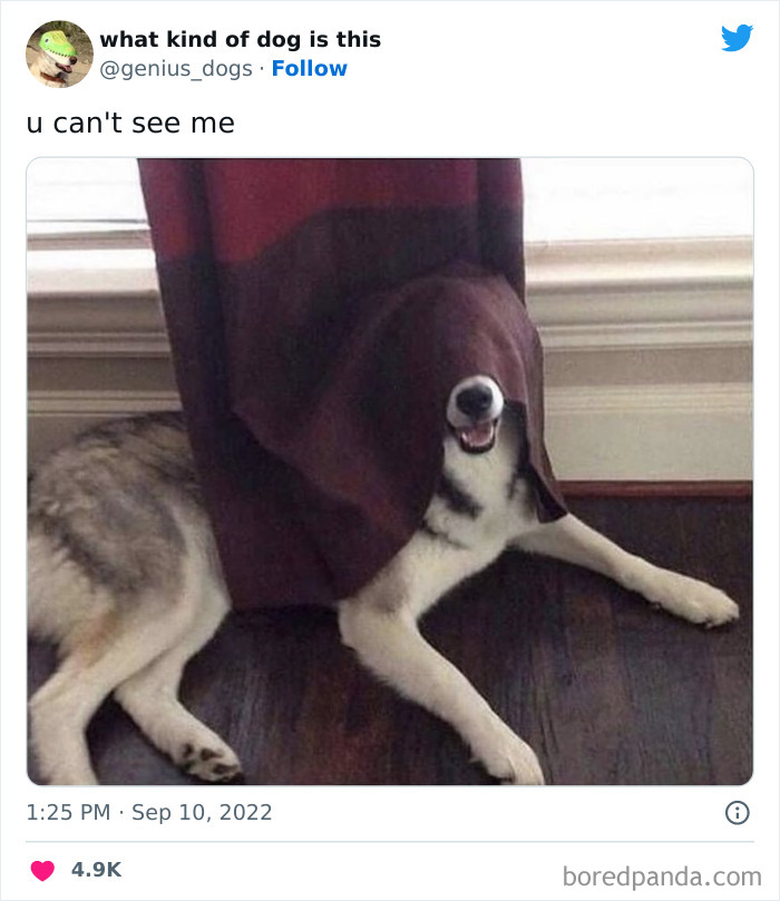 Goofy-Dogs-What-Kind-Of-Dog-Is-This