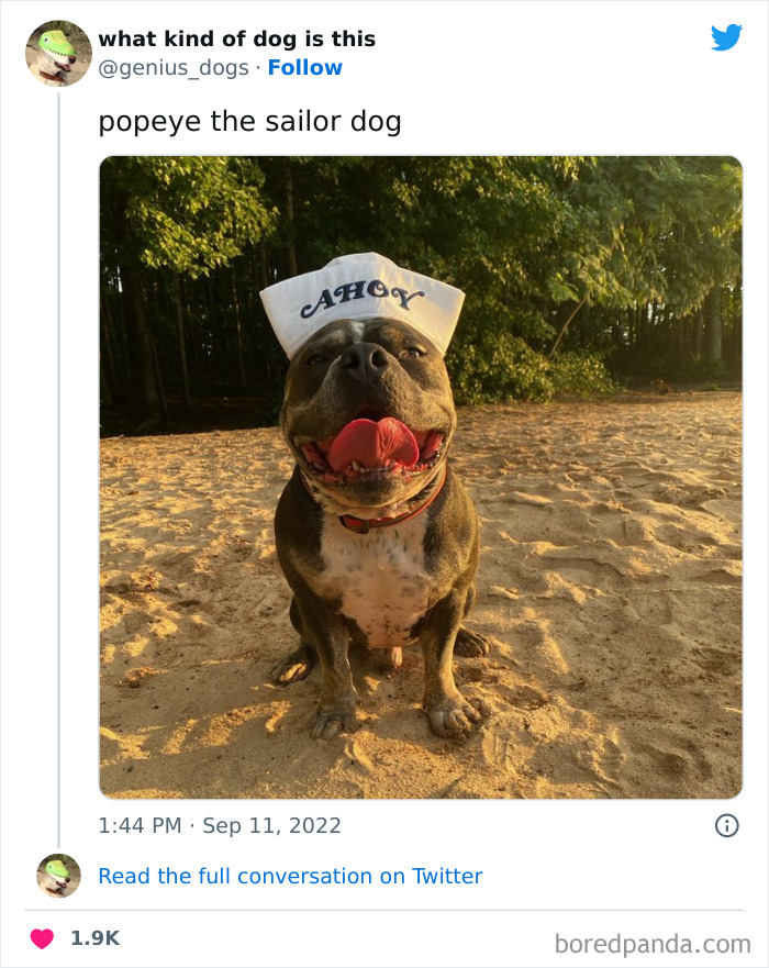 Goofy-Dogs-What-Kind-Of-Dog-Is-This