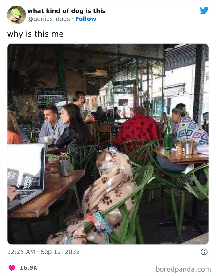 Goofy-Dogs-What-Kind-Of-Dog-Is-This