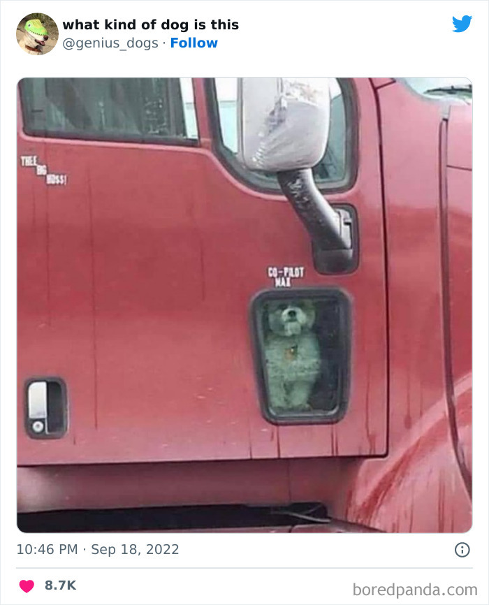 Goofy-Dogs-What-Kind-Of-Dog-Is-This