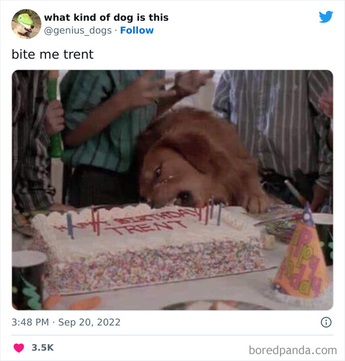 Goofy-Dogs-What-Kind-Of-Dog-Is-This