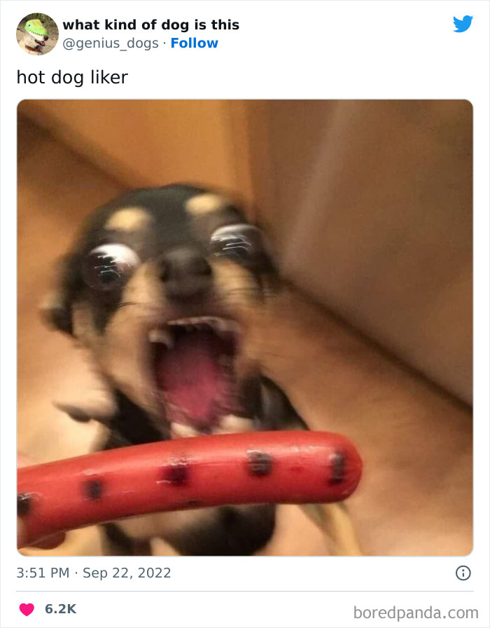 Goofy-Dogs-What-Kind-Of-Dog-Is-This