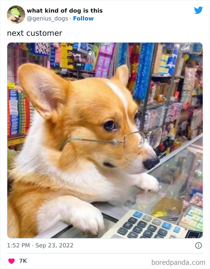 Goofy-Dogs-What-Kind-Of-Dog-Is-This