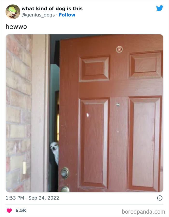 Goofy-Dogs-What-Kind-Of-Dog-Is-This