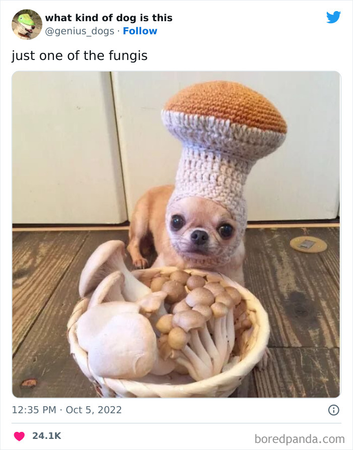 Goofy-Dogs-What-Kind-Of-Dog-Is-This